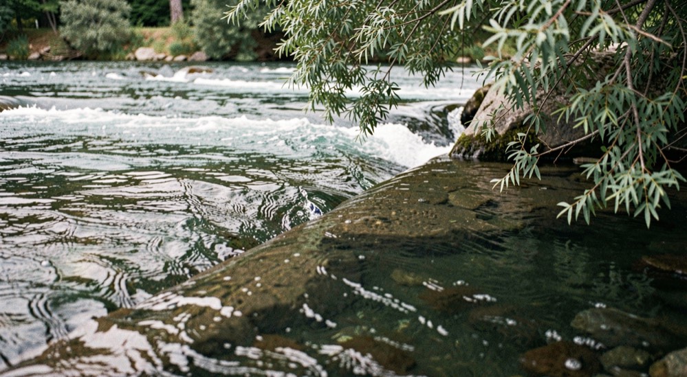 Clear river surface showing a sharp seam between fast riffle water and a slow dark pool beneath overhanging alder branches